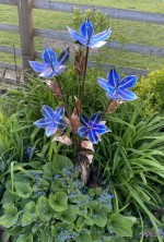 d. Titanium Flower.jpg